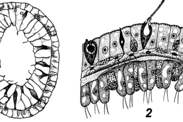 Kraken 22at